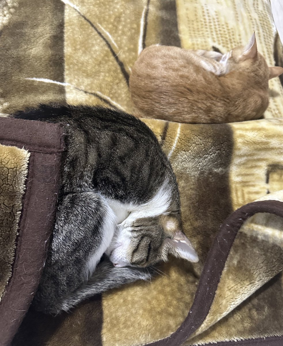 خالد العوفي tweet media