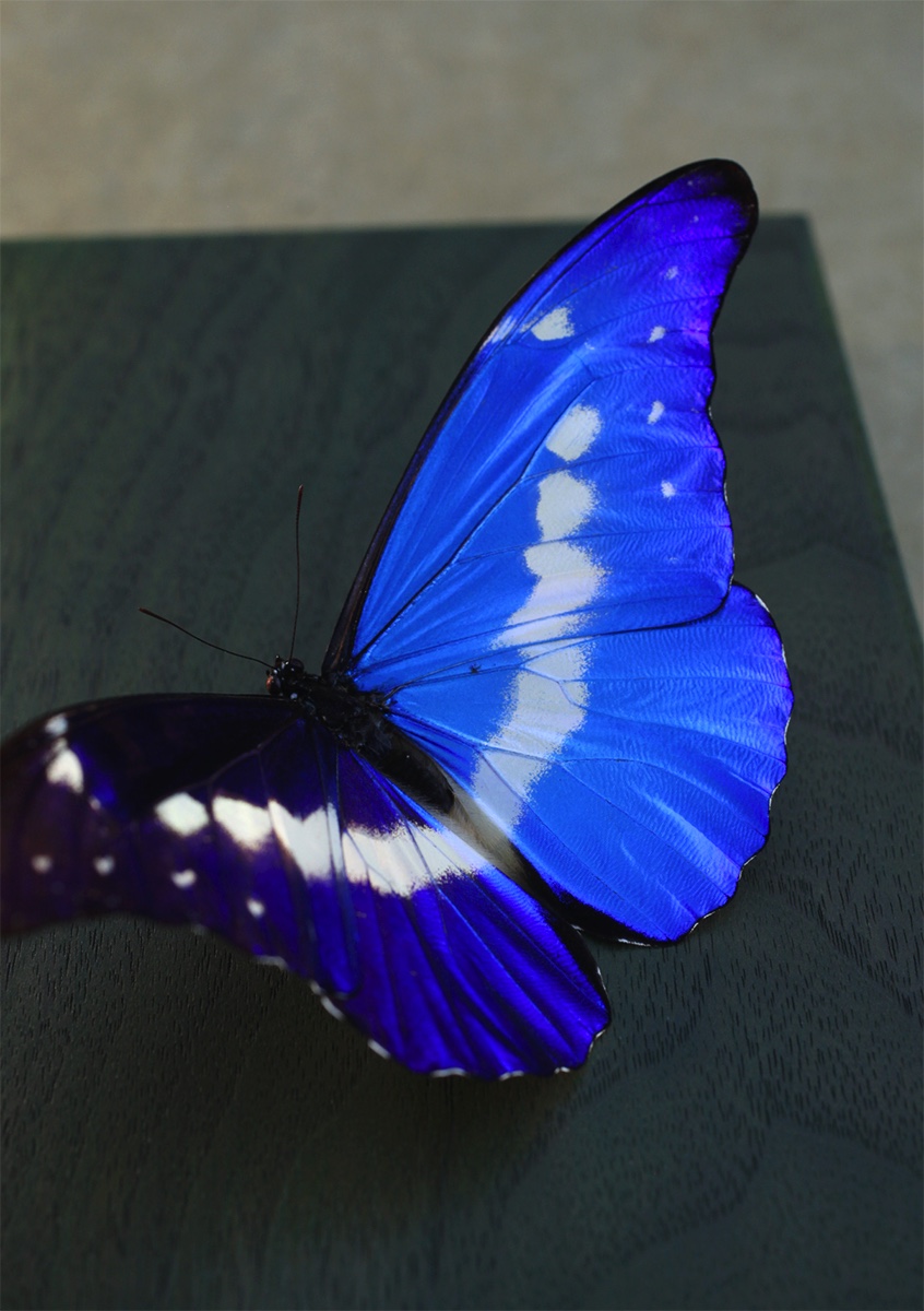 カラスザメ 標本 販売終了前に何点か追加予定です。 数日中に