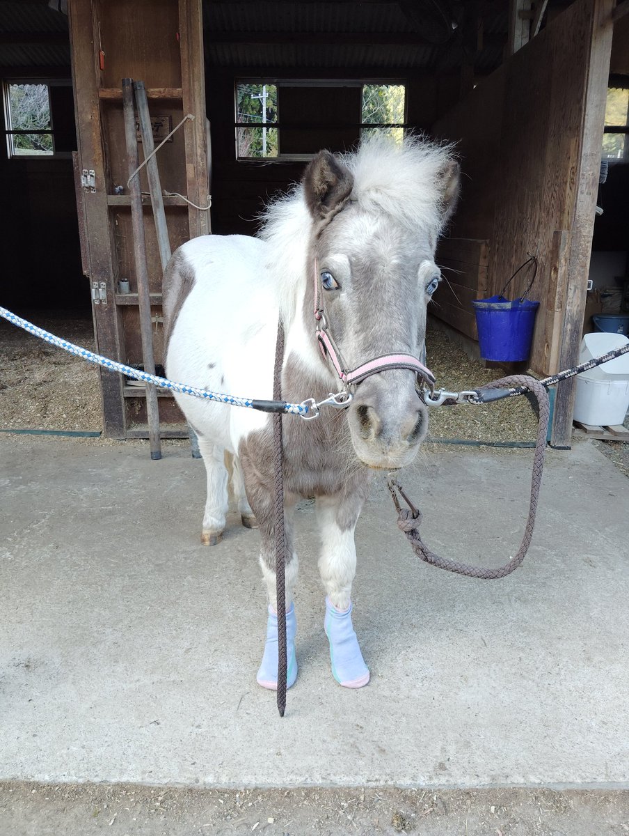 ikuran239's tweet photo. 遅くなりましたが、金曜日の馬達。
各馬の体調、蹄の様子により、使用する靴下の種類を変えておりますです。
厚手を履かせたり、薄手を２枚重ねにしたり、サイズ感考えたり…

#ときがわホースケアガーデン
#今日の靴下
#感謝よ届け https://t.co/oyKo4K5jhg