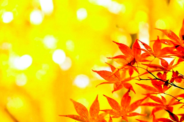 柔らかな秋の訪れ🍁