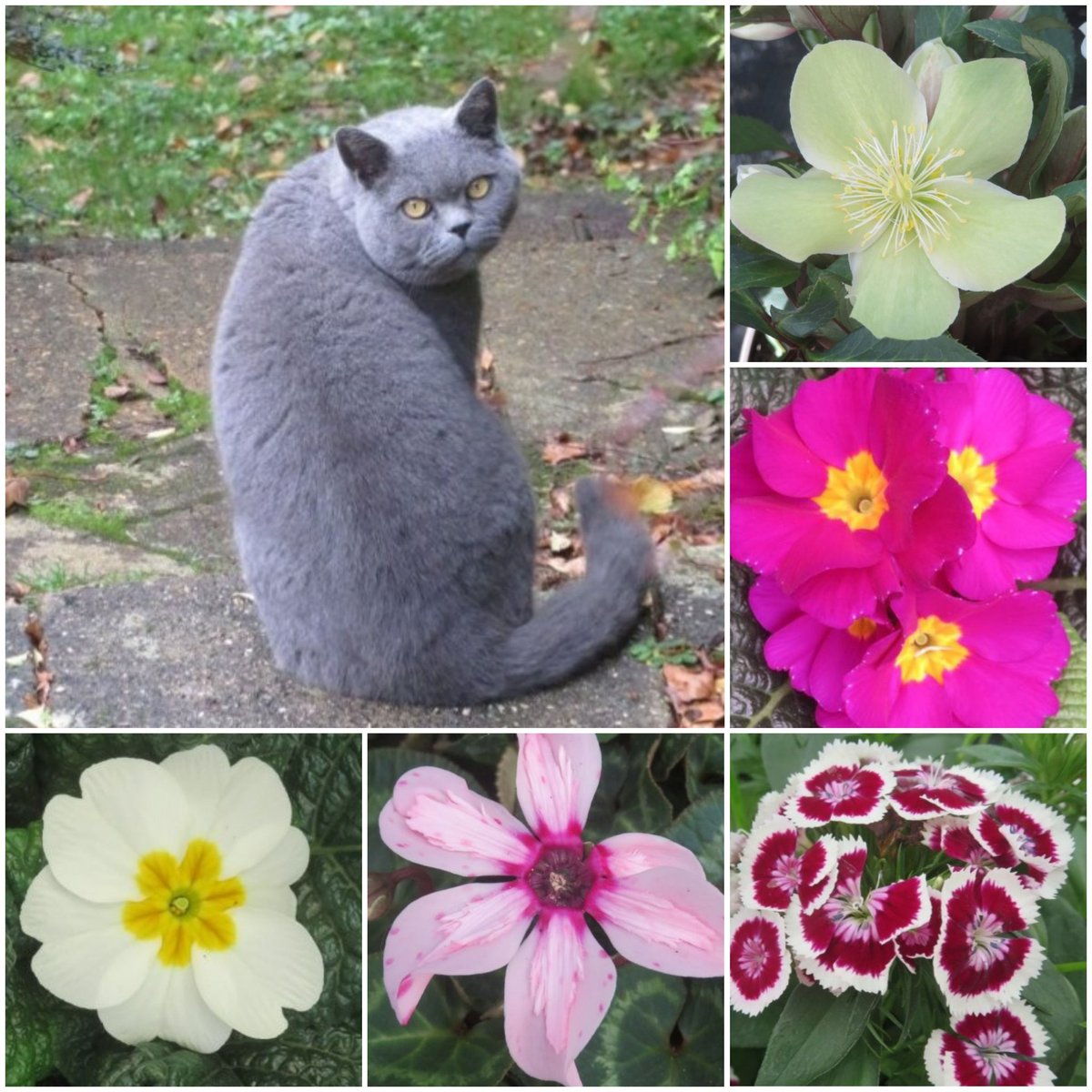 SunflowerSusi🦋🌻 tweet media