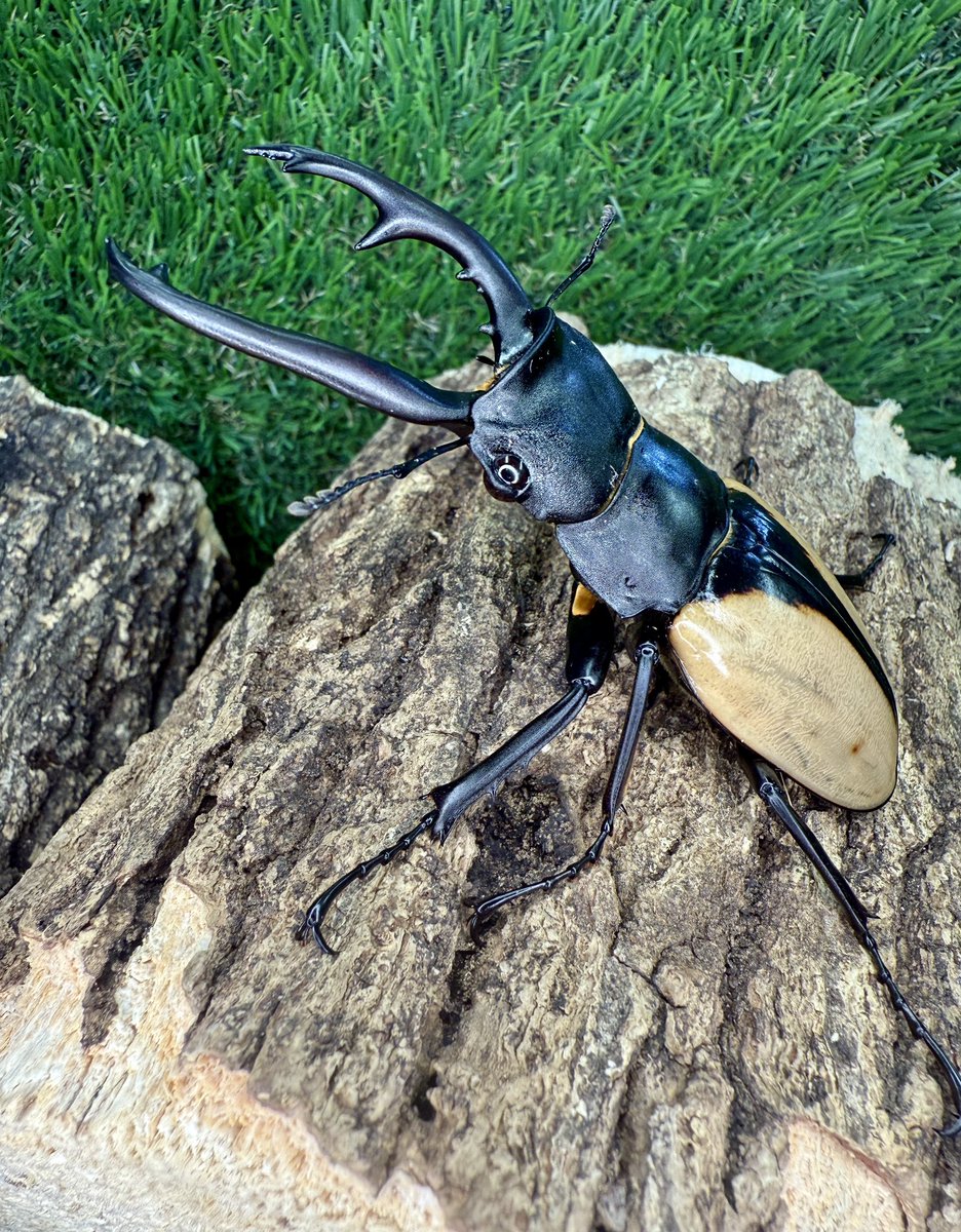 かぶぶくわわ (@mushi_lowkun) / Posts / X