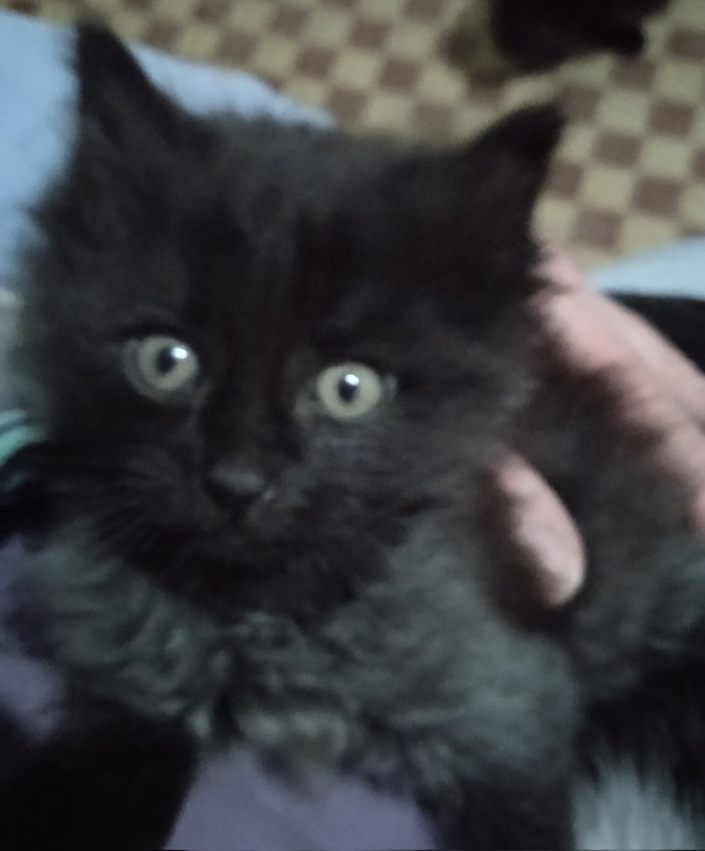 Tots són guapos, però el petit Loki és reguapot 🤗💞💞💞😂😹