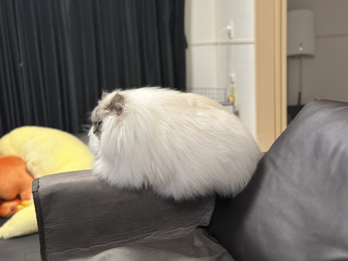 芙蓉 🐾 (@huya38628) / Posts / X