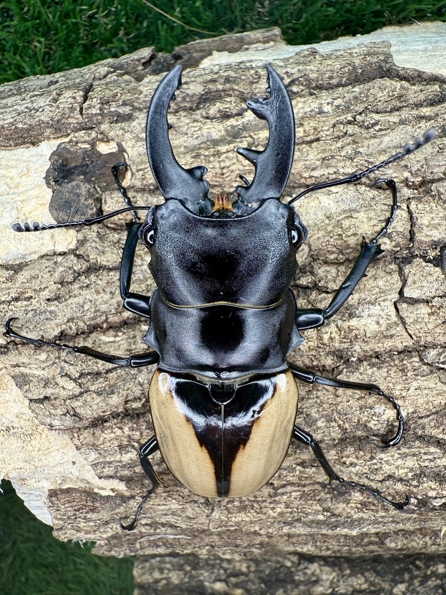 かぶぶくわわ (@mushi_lowkun) / Posts / X