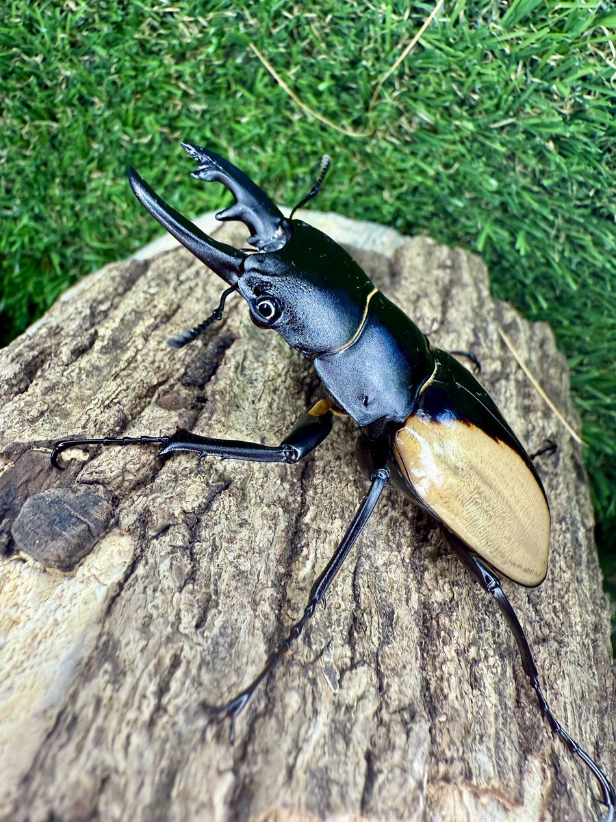 かぶぶくわわ (@mushi_lowkun) / Posts / X