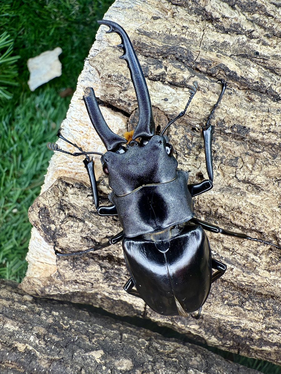 ギラファノコギリ亜種ニルギリエンシス wild ニルギリ丘陵 72.2×45.5