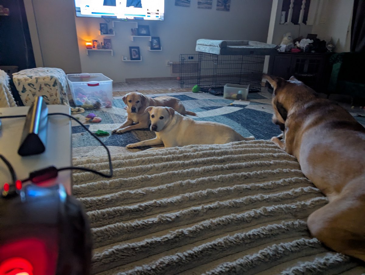 DogsRAngels1's tweet image. We would like to hear your plans for the day and how they involve feeding and entertaining us. #saturdayfun #dogsofX