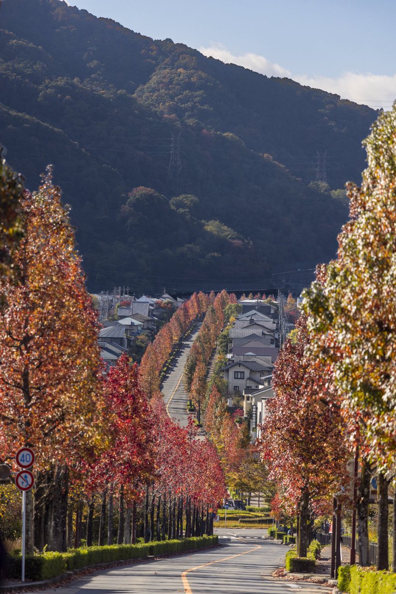 shotakiz's tweet photo. 散り始め、ギリギリ撮りにいけた🍁
観光地でもない、ただの住宅街なのに
皆んなどこで調べて見つけてくるのか。

アジアの人でいっぱいでした。 https://t.co/wblGBcsJsD