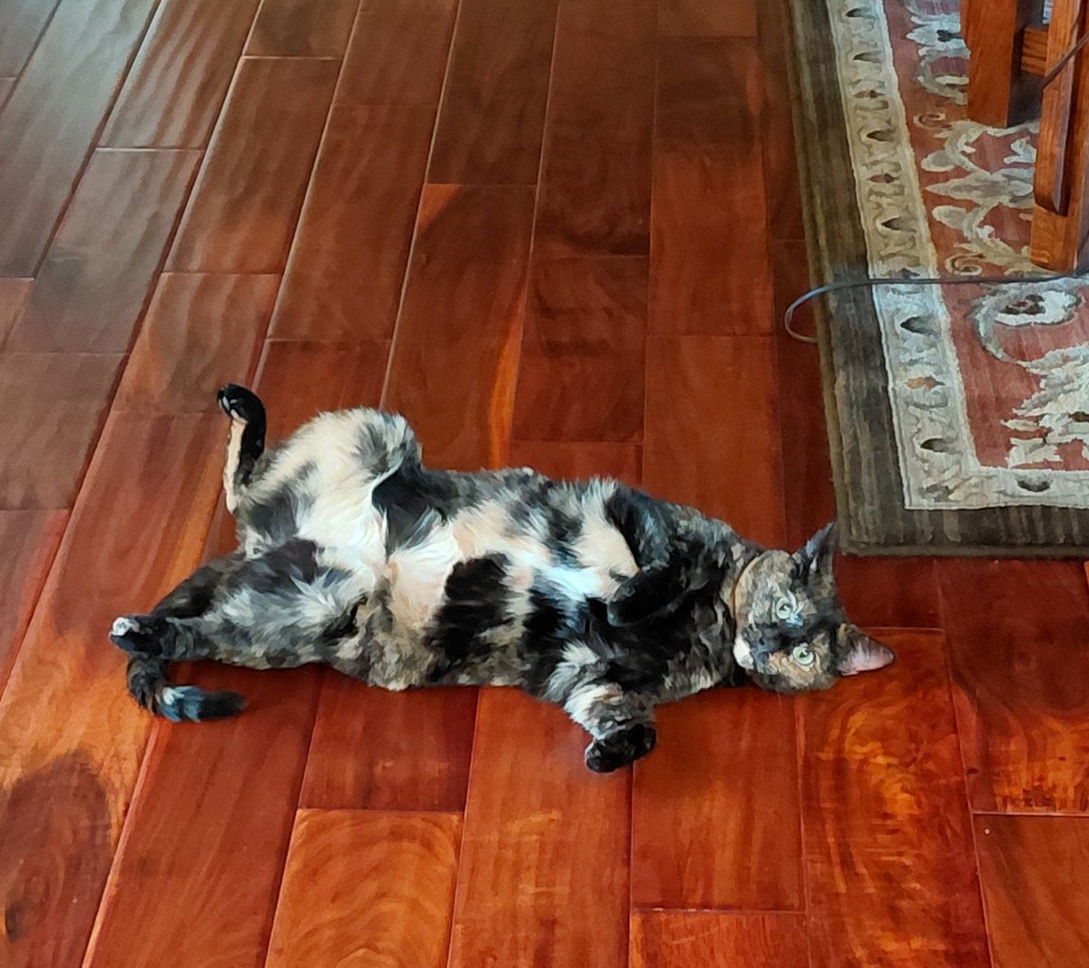 My cat likes to flash right in the middle of the floor. Happy Caturday!