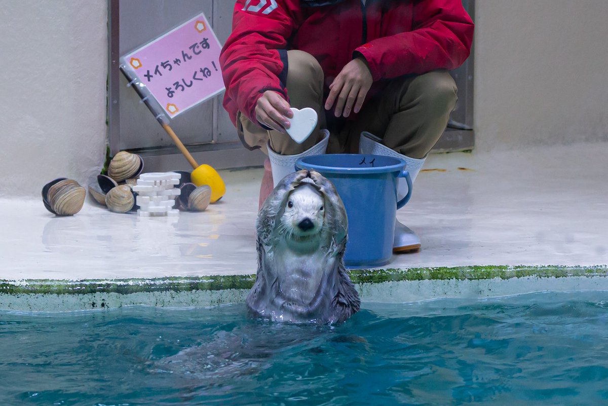 monlygls's tweet photo. オッケー🙆🏻‍♀️すぎるメイちゃん🦦

#鳥羽水族館　#ラッコのメイちゃん https://t.co/Xdm37ozcej