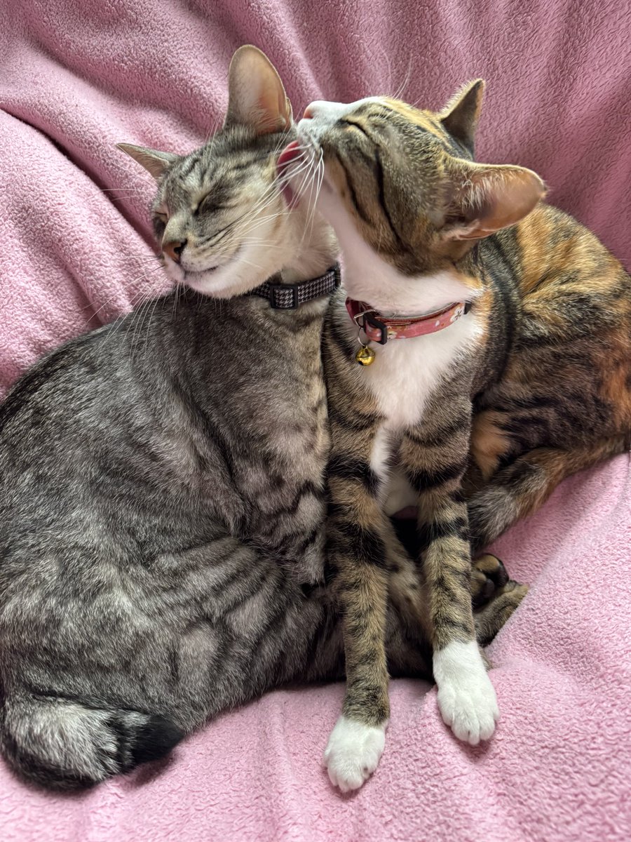 すがさん家（ねずみマスター・K） tweet media