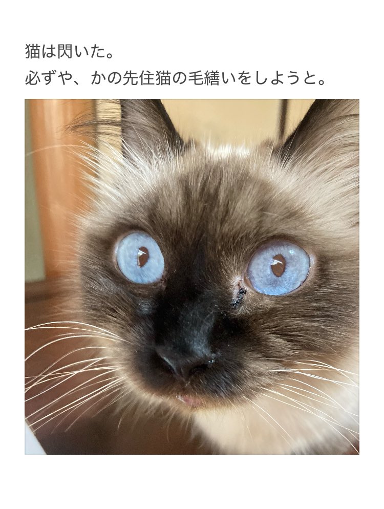 にゃー(飼い猫) (@Fl7m5NyhLHBzLcv) / Posts / X