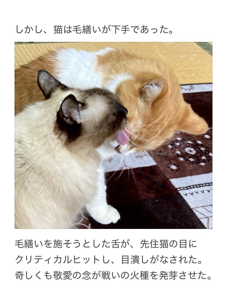 やーこ tweet media
