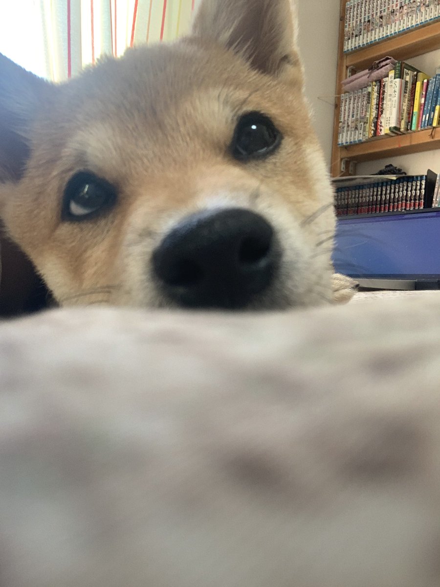 豆柴豆吉 (@mamekichi0620) / Posts / X