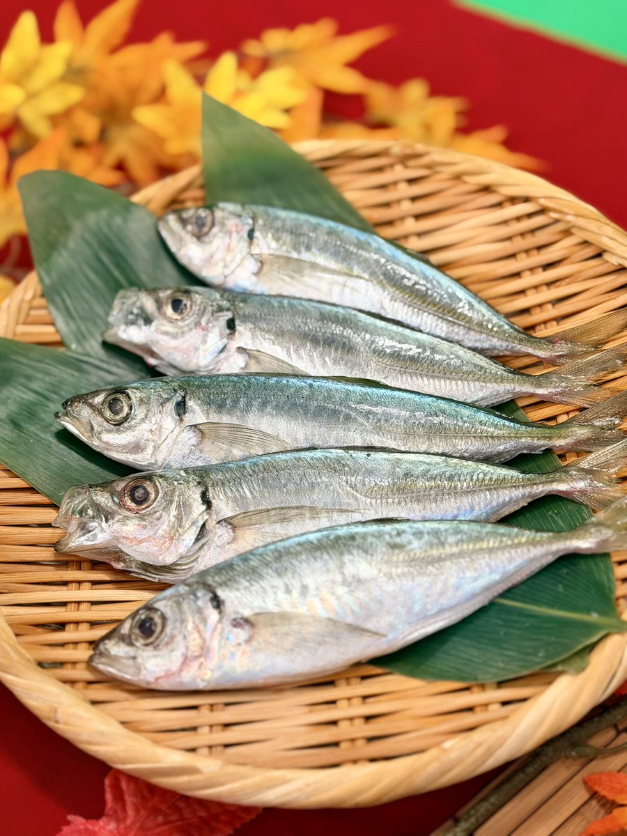 鯵様 ajinor01_01.jpg