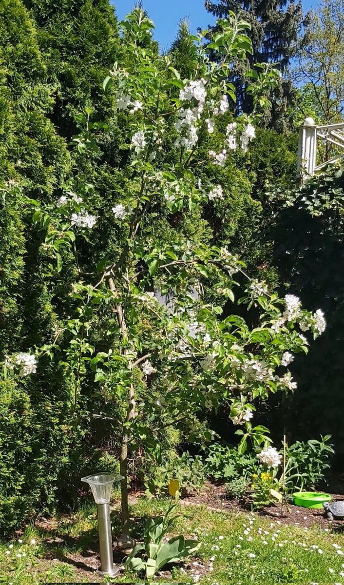 briana35411's tweet image. A peaceful moment in the garden, surrounded by nature’s wonders 🌸
 #Gardening #Springtime