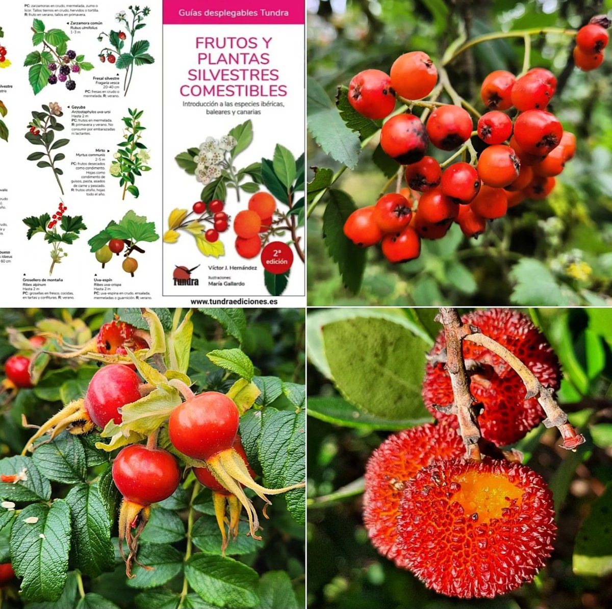 La despensa del bosque en esta guía desplegable de <a href="/TundraEdiciones/">Tundra Ediciones</a> ilustrada por @mariahormiga. Por solo 6€ y envío GRATIS en: tundraediciones.es