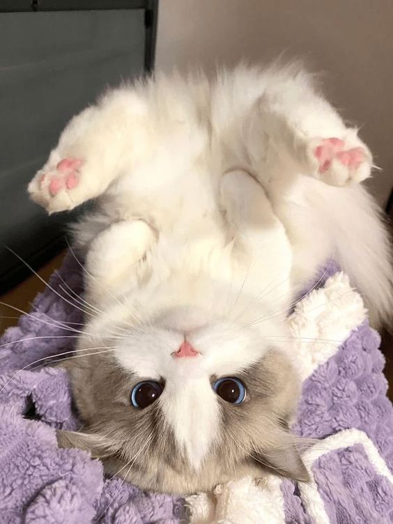 small kittens are cute tweet media