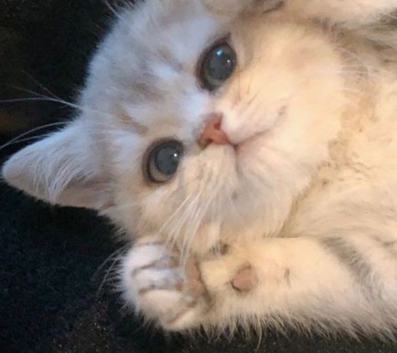 small kittens are cute tweet media