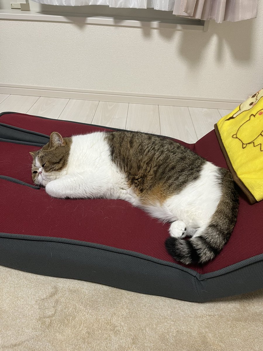 Chape_Yuichigo's tweet photo. たくさん遊んでお疲れさまチャペw
#エキゾチックショートヘア  #猫  #猫好きさんと繋がりたい  #猫のいる暮らし https://t.co/0OORdWQQno