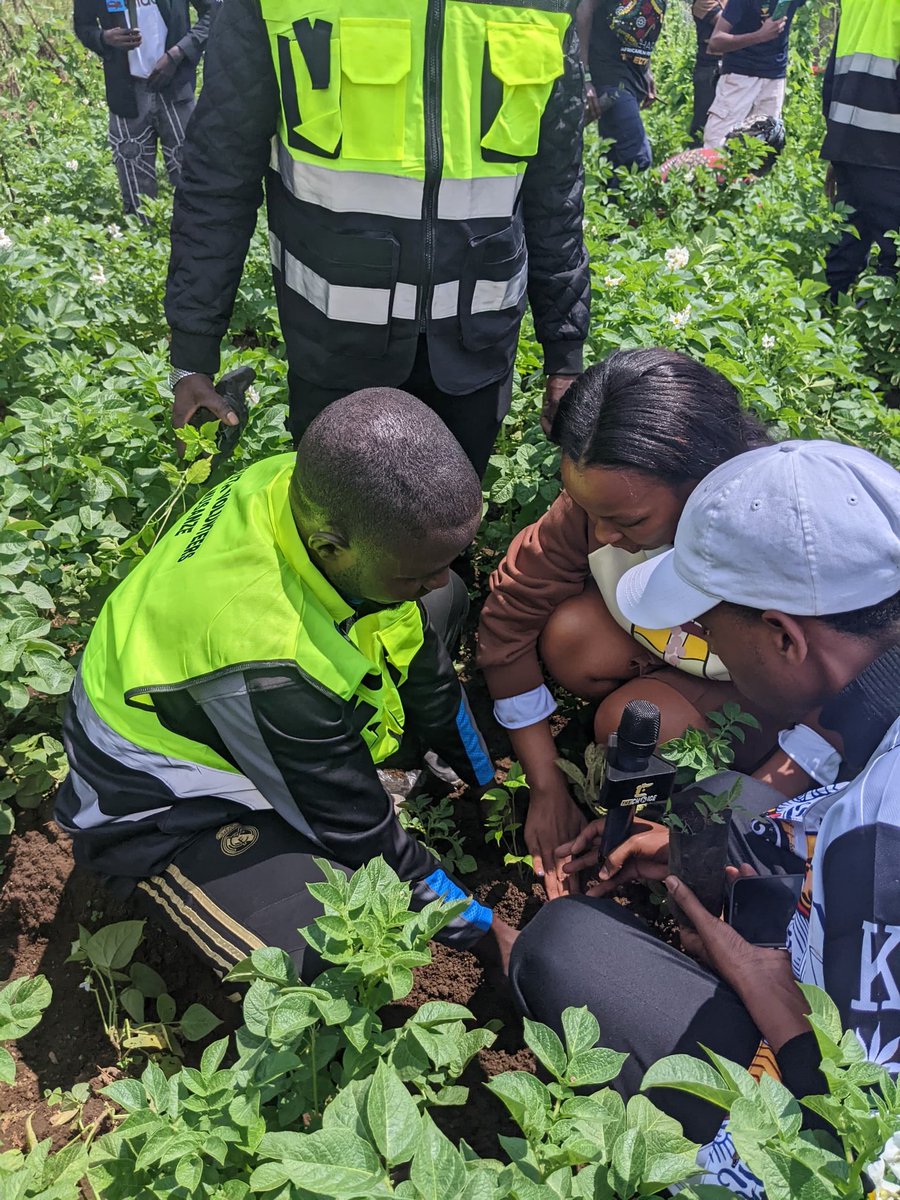 YouthMusanze's tweet photo. @RwandaYouthVol1 Muri @MusanzeDistrict murwego rwo gusigasira ibidukikije haterwa Ibiti, urubyiruko rwabakorerabushake Bifatanyije n'abakinnyi ba Film n'abayobozi Munzego zitandukanye, mugikorwa  cyateguwe Na Mashariki Film Festival aho bateye Ibiti bisaga 1000. https://t.co/jNTung9TMT