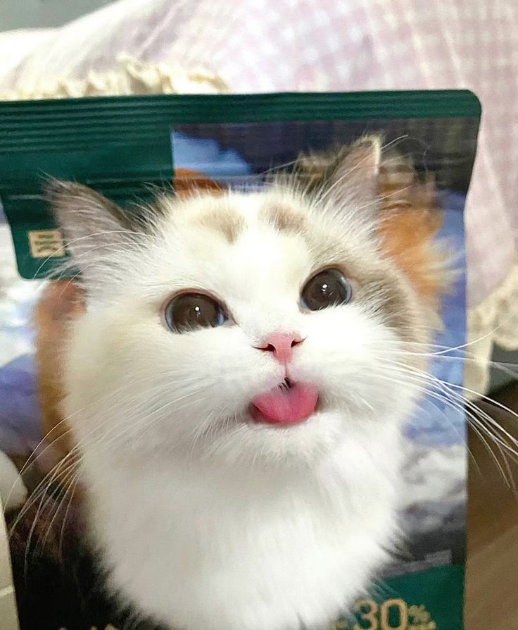 small kittens are cute tweet media