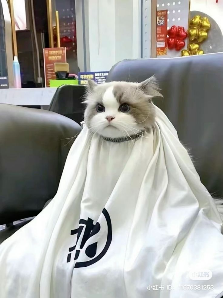 small kittens are cute (@smallcutekitten) on Twitter photo 