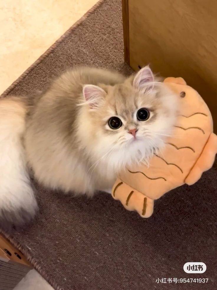 small kittens are cute tweet media