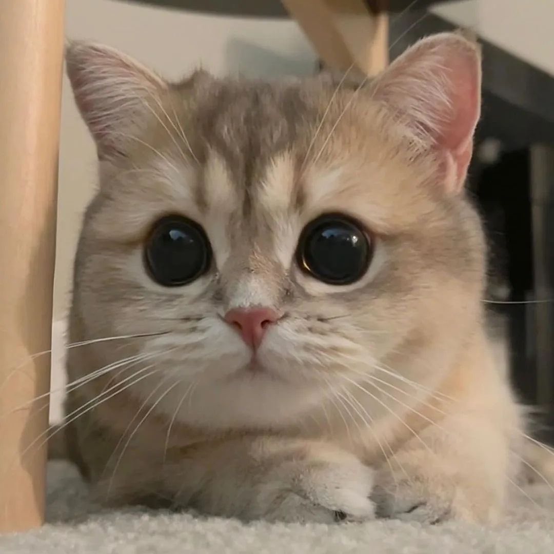 small kittens are cute tweet media