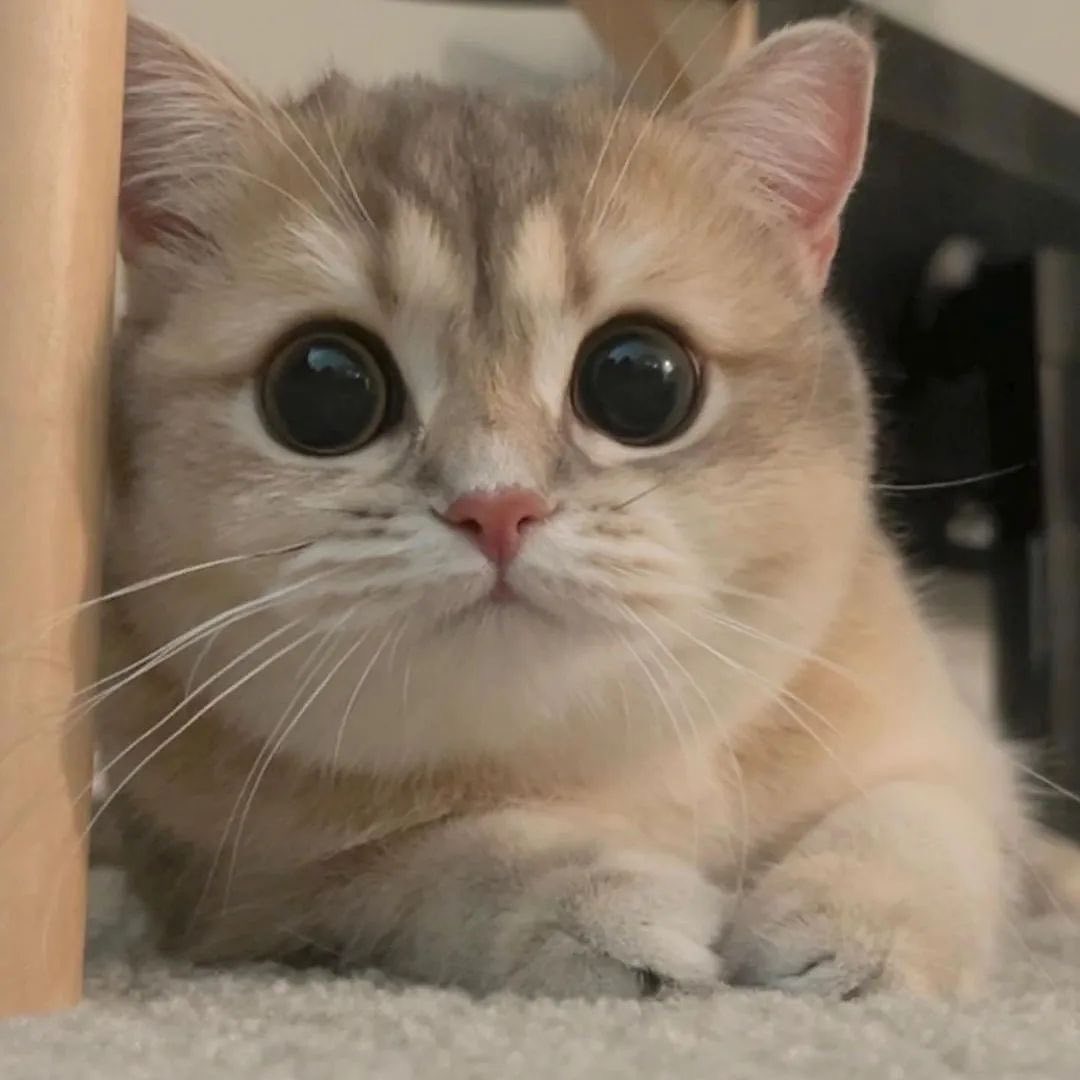 small kittens are cute tweet media