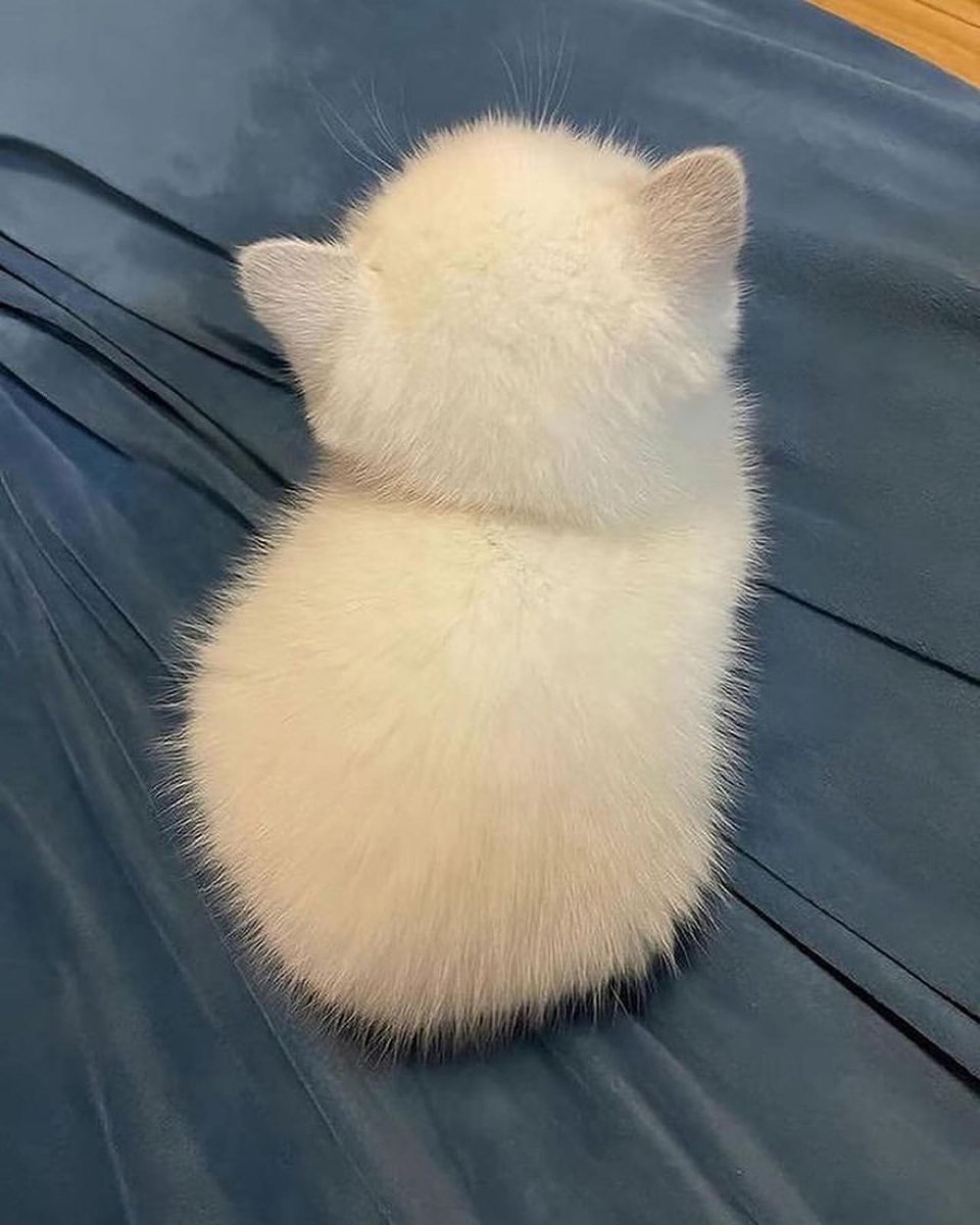 small kittens are cute tweet media