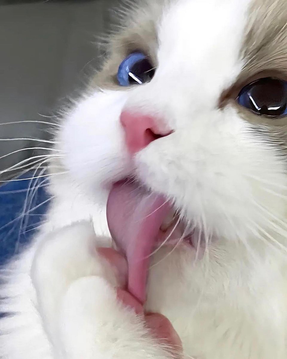 smallcutekitten's tweet photo. https://t.co/nk9n0ioIhG
