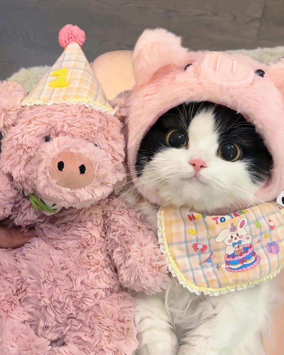 small kittens are cute (@smallcutekitten) on Twitter photo 