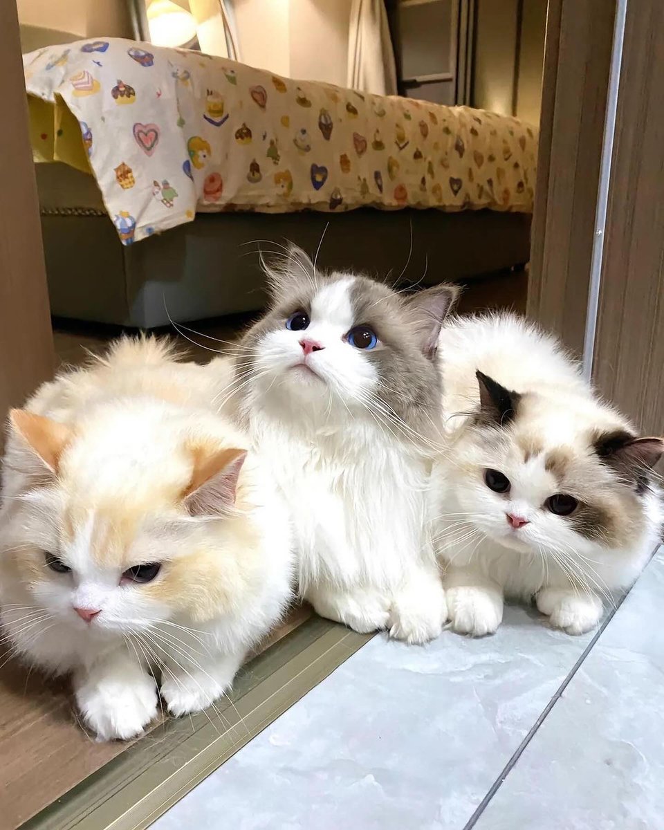 small kittens are cute tweet media