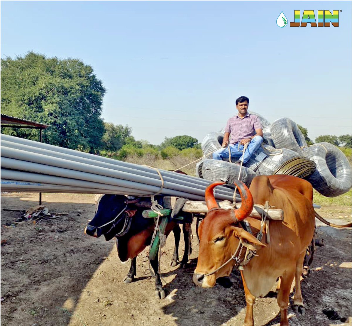 JainIrrigation's tweet image. Rolling into the season with purpose and promise🤝

A farmer, a bullock cart, and a load of Jain drip &amp;amp; pipes, ready to transform 5 acres of maize at Chincholi, Bhokardan! 

Smart farming starts here!