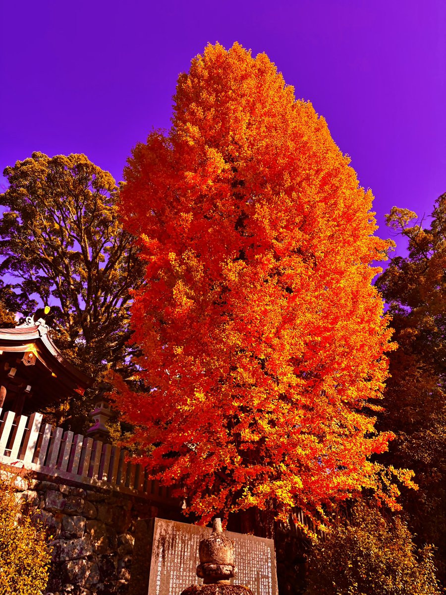 JKworks「紅葉」 圧倒的彩度に震えろ TKB877の紅葉は綺麗だなぁ！！！