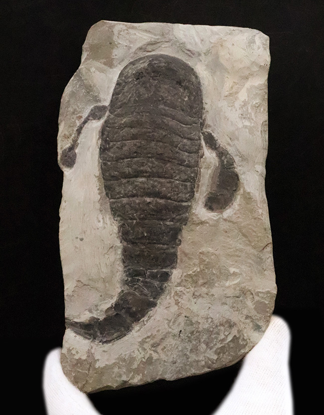 化石 A-7 化石・鉱物・隕石販売の化石セブン (@kaseki7) / Posts / X