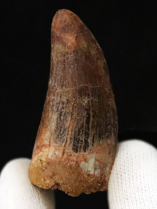 隕石 化石 A-7 化石・鉱物・隕石販売の化石セブン (@kaseki7) / Posts / X