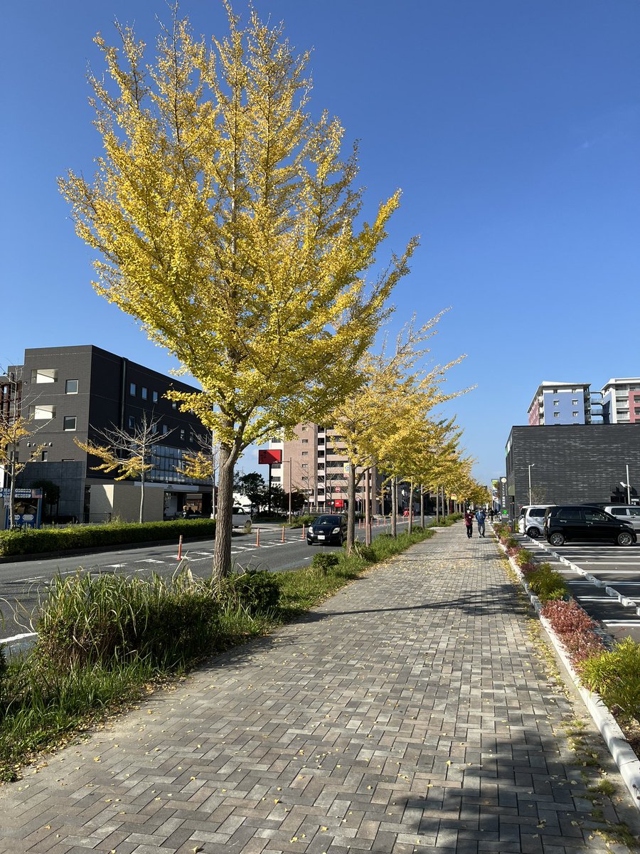 CekdU7HSfO09D74's tweet image. おやつの時間
こんばんは😊
北九州の今は晴れ。
朝からずっとポカポカ陽気。
冬の澄んだ青空で銀杏の色もキレイ😍
お昼ご飯を済ませて、ずっと花壇の手入れ。
有終の美を迎えたマリーゴールド、百日草を抜いて、ラナンキュラス、フリージアの球根を植えました。
疲れをとるアイス💕
ペロリでした😋