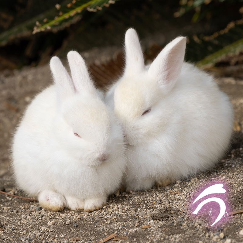 雪見だいふくがイチャイチャしていました💕