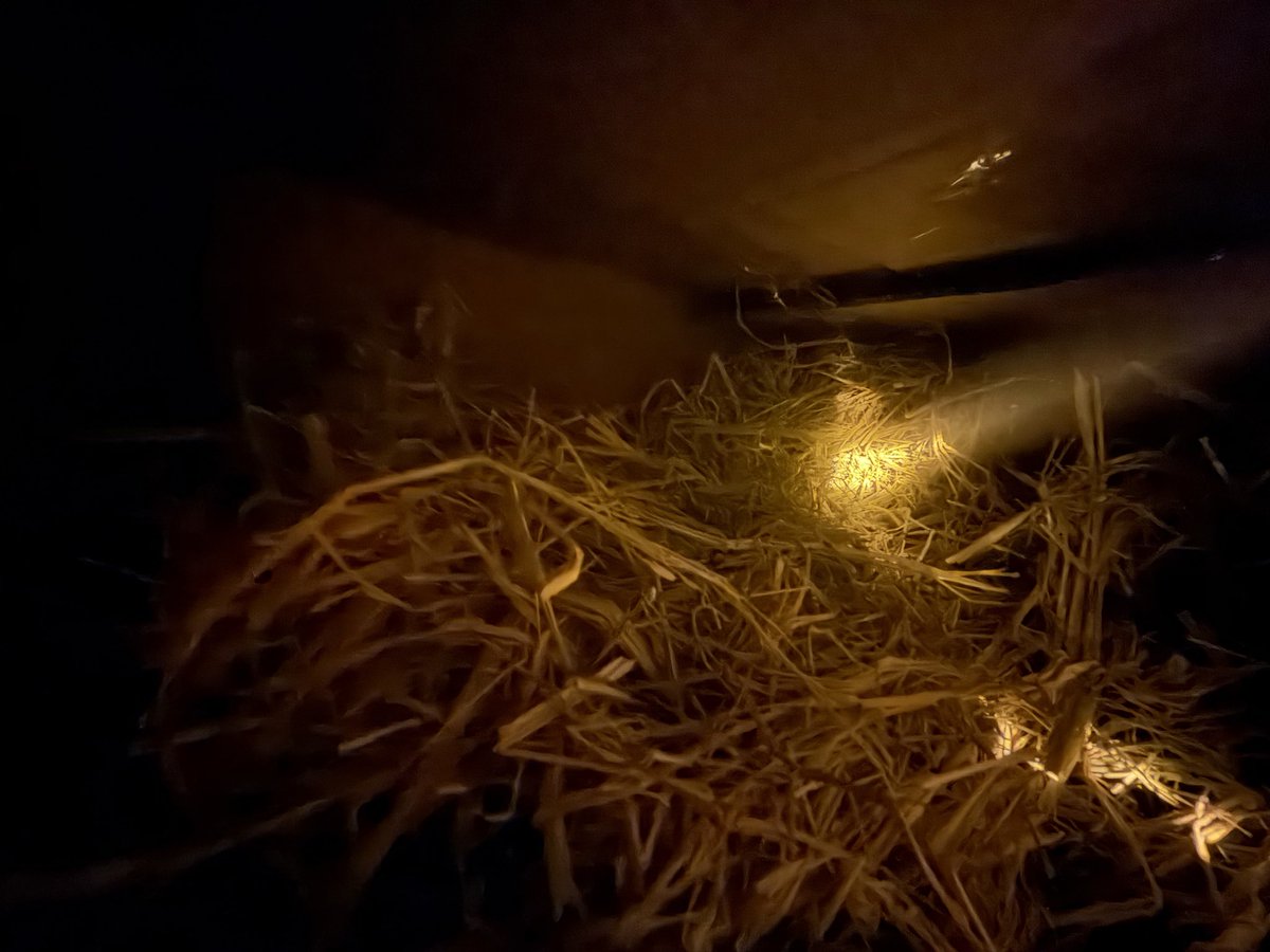 mingmingwaon's tweet image. 快递箱+塑料布、稻草 做了一个户外小猫窝