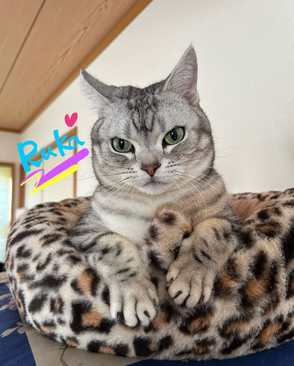 Ruka540Nico's tweet photo. 🐈‍⬛💖#土アップ祭 💖🐈‍⬛

お久しぶりにゃん🐾
ぼくと 柄違いの この豹柄🌟

ふわふわ ぬくぬくで
大好きにゃんよ〜😻🍀🍀
いつも ここに居るにゃんね♨️🤭
#猫好きさんと繫がりたい #猫写真
#アメリカンショートヘア #cat #猫
#猫のいる暮らし #猫のいる幸せ🥰 https://t.co/RgPXviaYhY