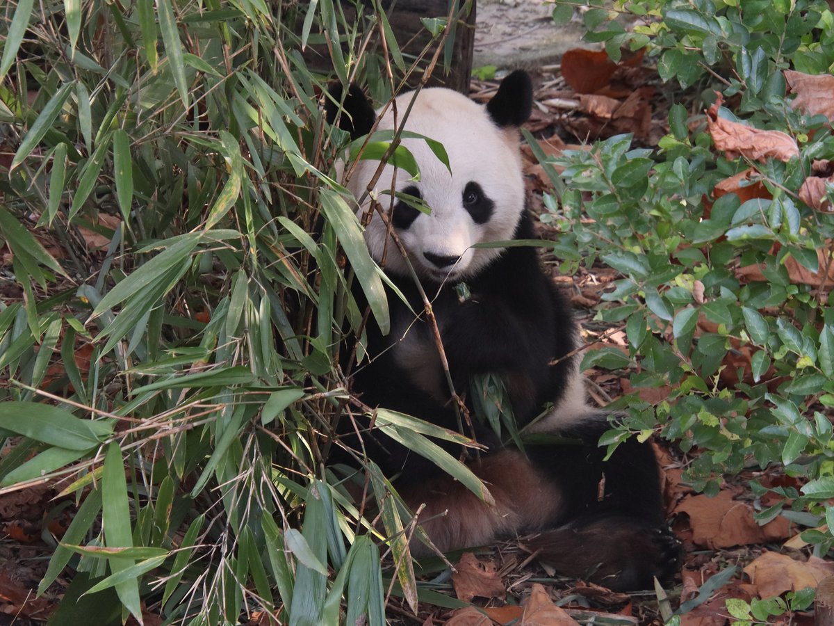 xia_lemon's tweet image. だれがわたしをのぞいてるの🌸

📸：2025.11.15

#panda #giantpanda #樱浜 #桜浜 #ouhin