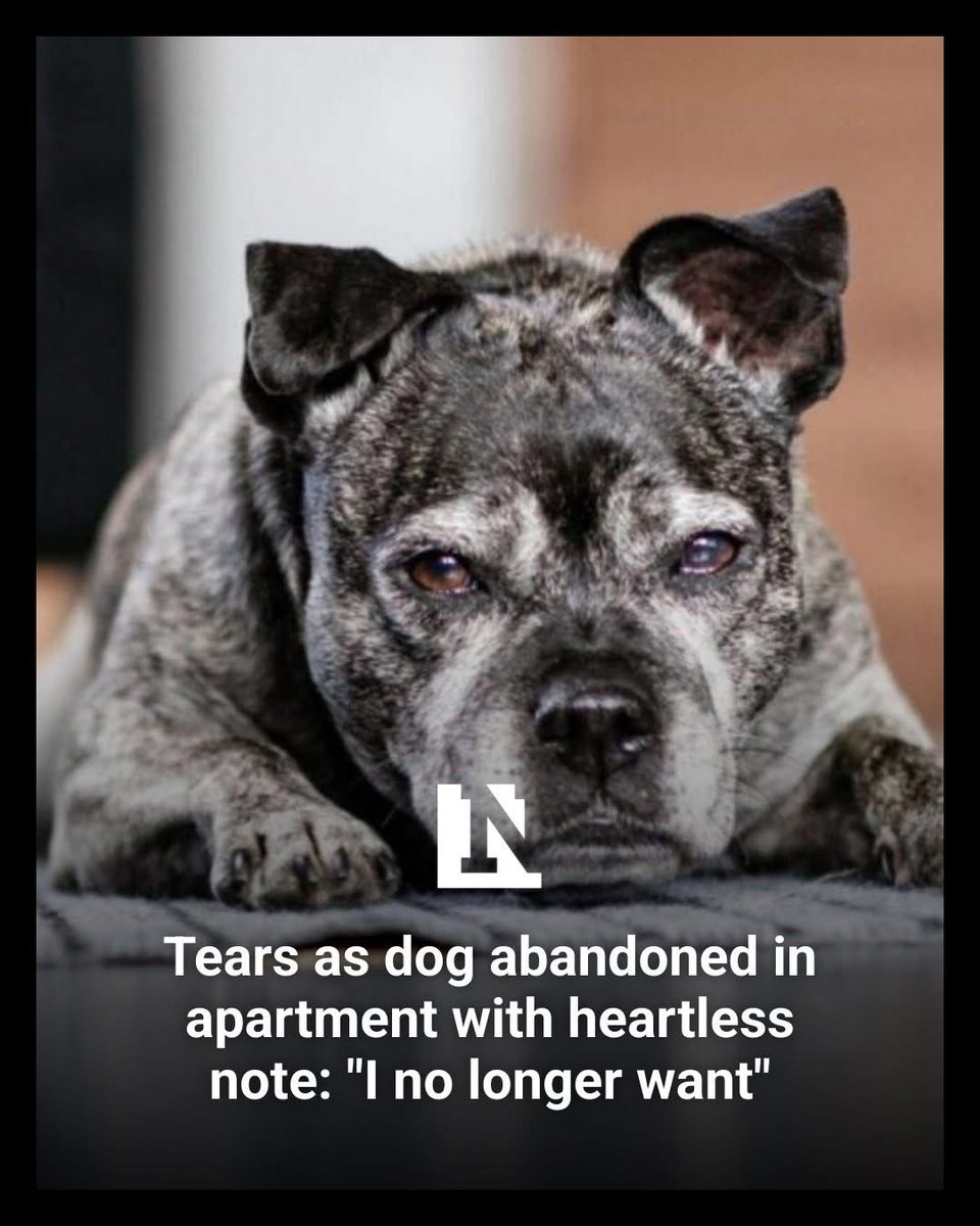The dog first arrived at Dogs Trust Shoreham on July 22, 2024, after a real estate agent found her inside an apartment.

A dog found abandoned in an apartment with a heartbreaking note now awaits a forever home, which she's been hoping would happen for over a year.

Dogs Trust,