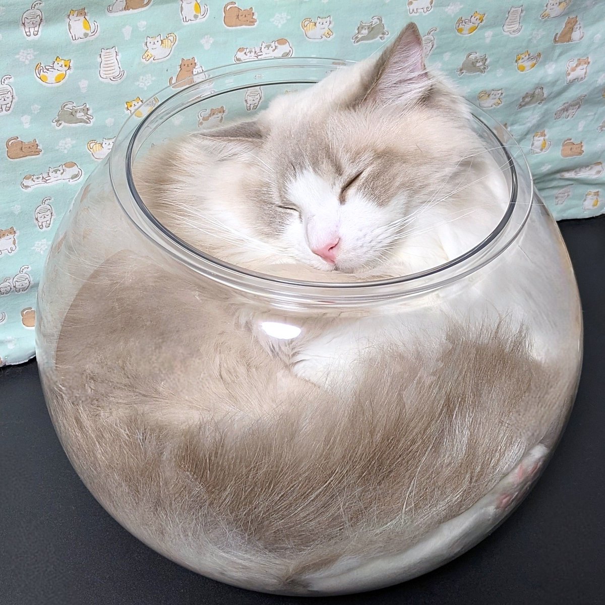 金魚鉢ですやすや蕩ける液体ちゃん🐾