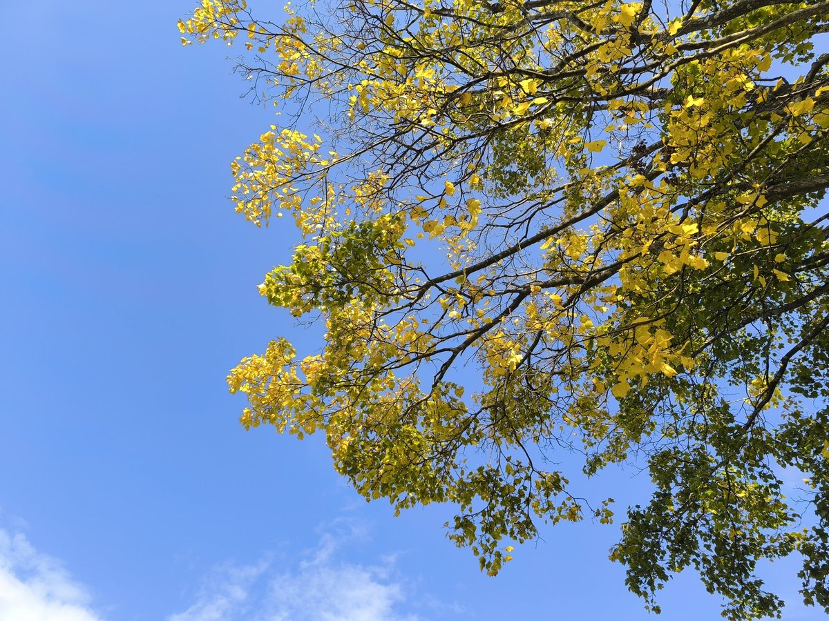 33kerorin33's tweet photo. 秋の景色。もう冬だけど…
2025.10.25 撮影
#秋の景色 #落ち葉 #風景写真 #RedmiNote13Pro https://t.co/xbEWOif3ai