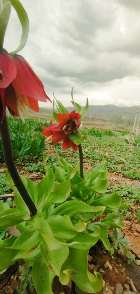 سبز به زیبایی دشت لاله‌های واژگون 
#ایران_زیبا