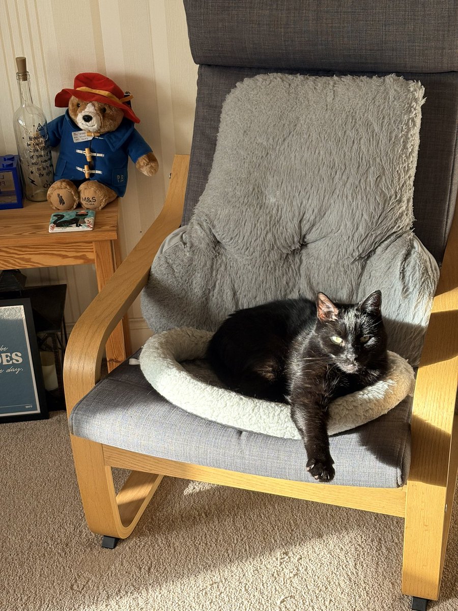 I think Inky is enjoying the return of the sun &amp; the comfort of his grandads back cushion! 😂😂