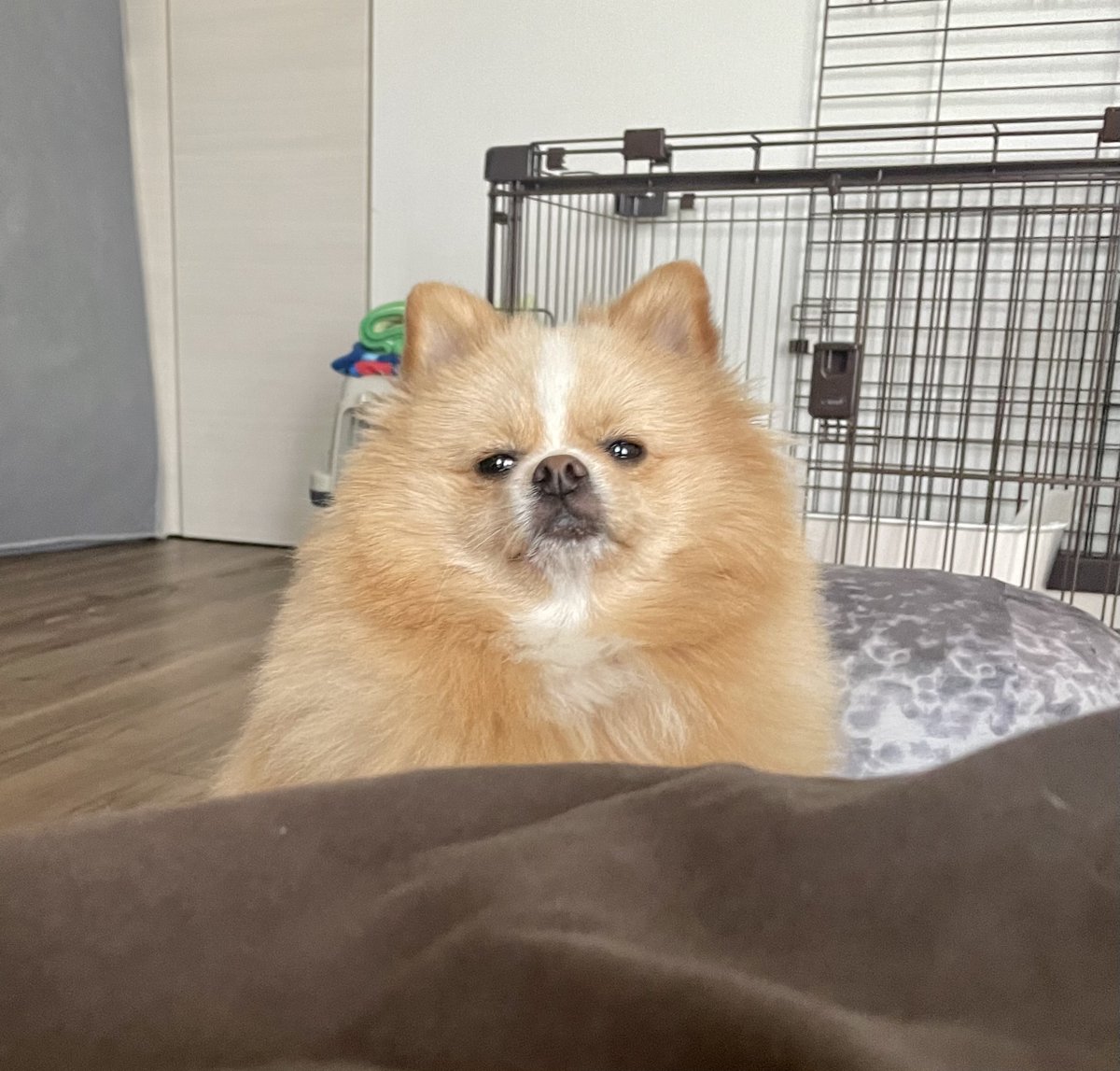 ポメのピカルディ (@pomepomePicardy) / Posts / X